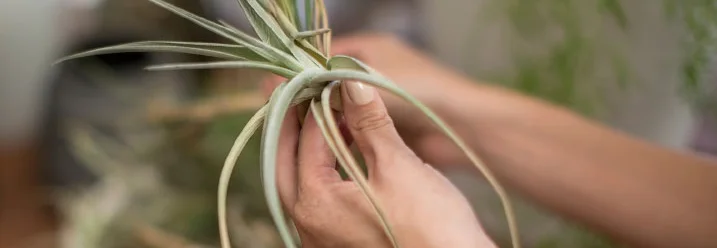 Hände halten eine Luftpflanze.